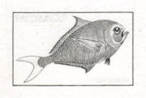 Monaco_2002_Yvert_2330a-Scott_2234_unadopted_fish_by_Pheulpin_etat_black_AP_detail