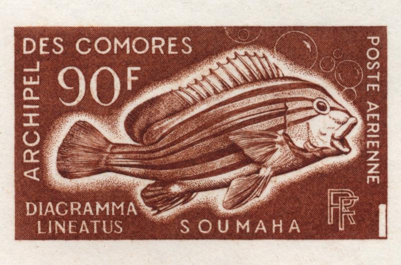 Comores_1968_Yvert_PA24-Scott_C24_brown_aa_detail