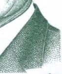Monaco_2005_Yvert_2515-Scott_2397_Albert_II_by_Martin_Morck_IS_detail_d