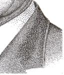 Monaco_2005_Yvert_2515a-Scott_2397_unadopted_Albert_II_by_Claude_Jumelet_sepia_a_AP_detail_e