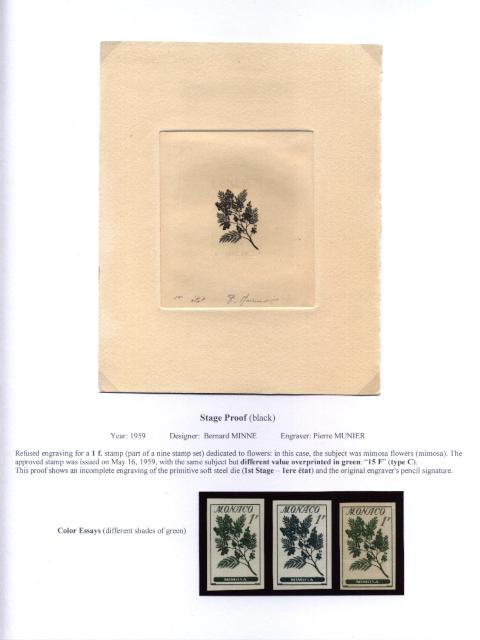 pag 032 b Mimosa a