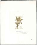 FSAT_1986_Yvert_118-Scott_121_ocher